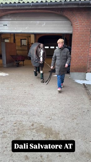 Katrinelund on Instagram: "Fin start på stævneåret 2026 til avlshingsten Dali Salvatore AT og @martinkrabbekirk. Mange højdepunkter, et enkelt kiks og lidt finjusteringer endnu, men super meget kvalitet og godt makkerskab!!! Ønsker du dig et afkom efter sådan en billedskøn pony her, med TOP kvalitet så husk at få vores åben hus 2026 i kalenderen til den 25/4 kl. 14, så du kan opleve DALI live 🐴😍 #føllestrandgaard #breedingstallion #ponystallion #dressagepony"