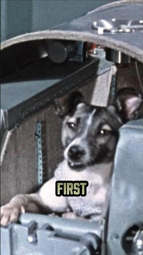 Laika: The Dog Who Changed Space History