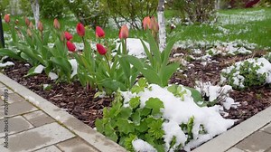 Spring flowers stand out as unexpected snow covers the garden landscape