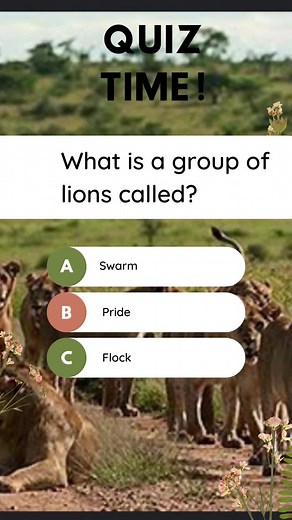 Animal Group Names Quiz