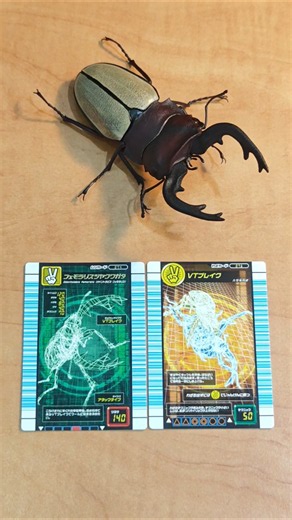 甲虫王者ムシキング 対戦バトラーズターミナル X BANDAI いきもの大図鑑 - フェモラリスツヤクワガタ #ムシキング #甲虫王者ムシキング #クワガタ