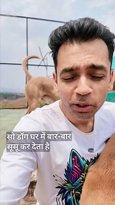 5K views · 1K reactions | Is your dog peeing around the house again...