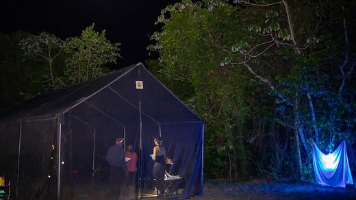 Some bats eat a ton of sugar and have no health woes. Are there lessons for diabetes?