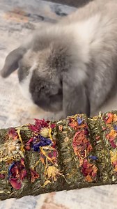 Is your bunny looking bored lately? 🐰 When small pets don’t have enough to explore or chew, that energy turns into stress... and sometimes, unwanted chewing on things they shouldn’t😬 Forage Rounds turn boredom into enrichment 🌿 Packed with timothy hay, herbs, and natural flowers, they keep your pet busy, curious, and happy while supporting healthy digestion and teeth 💚 Give their day some texture. Click below to add natural fun to their routine | Small Pet Select