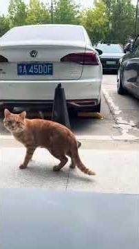 Cats when literally anything moves 😭