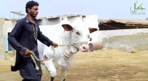 ❤️WITHOUT WASTING A SECOND PLEASE WATCH THE VIDEO GUYS AND FALL IN LOVE WITH THE MOST BEAUTIFUL BACHRI ❤️MASHA ALLAH 💕QUEEN OF JAMAL💕 💕QUEEN OF JAMAL💕 💕QUEEN OF JAMAL💕 💕QUEEN OF JAMAL💕 💕QUEEN OF JAMAL💕 ALLAH PAK ISSEY SEHAT AUR TANDRUSTI DE ... AMEEN TEAM JAMAL CATTLE | Jamal Cattle Farm