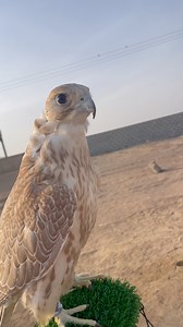 Master of the Skies: Falcon Training in Action 🦅🔥” #FalconTraining #FalconryLife #BirdOfPrey #Falconry #SkyHunter #RaptorTraining #WildFreedom #FalconFlight #BirdLovers #NatureInFocus #AnimalBond #FalconMaster #WingsOfPower #PredatorGrace | Birds falconer