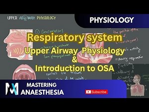 Respiratory System - Upper Airway Physiology and Introduction to OSA [EXPLAINED]