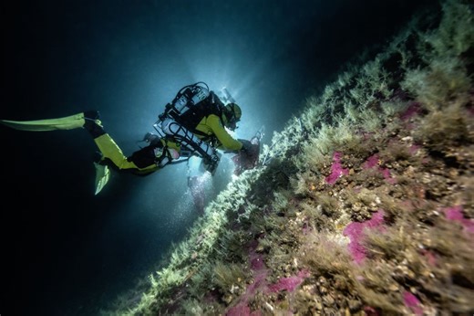 Dive into Earth’s unexplored deep-sea forests