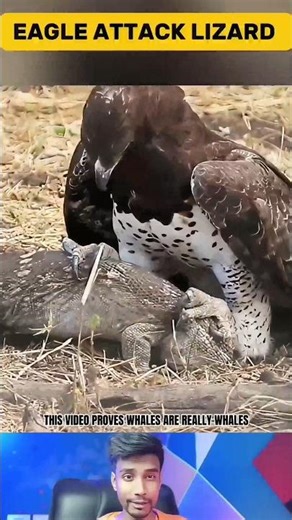 Unbelievable! Eagle Brutally Attacks Monitor Lizard