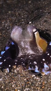 Octopus Changing color wp DtKmD #nature #Ocean #fish | PreeOcean