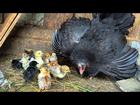 Samall baby chick 🐥 Mother's hen call her baby chickens to eating chickens sound