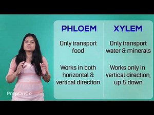 Life Process - 13 | Transportation in plants | CBSE Class 10