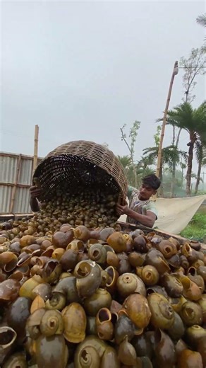 Amazing Lime Making Process Using Snails - Satisfying Village Production