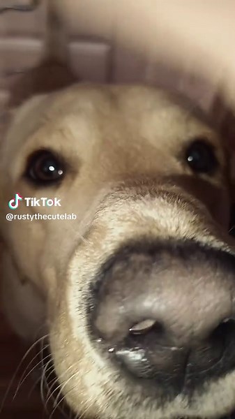 Golden Labrador: Fun Facts and Care Tips