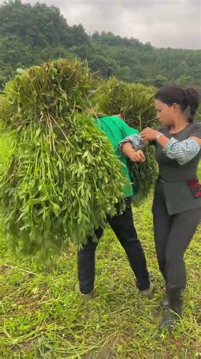 Hardworking Village Life | Harvesting Fresh Green Fodder | Rural Farming Lifestyle #Shorts
