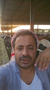 🎥🐄 هل تعلم أن راحة البقرة قبل الولادة بشهرين هي سر الحليب الوفير والعجل القوي؟ تجفيف الأبقار مش إهمال… هو علم، صحة، ونتيجة صحيحة 💪 تابع الفيديو لتعرف لماذا التجفيف قبل الولادة أساس النجاح في تربية الأبقار 👇 #تربية_الأبقار #التجفيف #إنتاج_صحيح #الزراعة_تعطي_لمن_يعطي_لها | ابوثابت اليماني