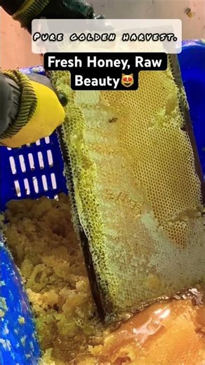 🐝Experience the beautiful process of extracting fresh mountain honey.🍯