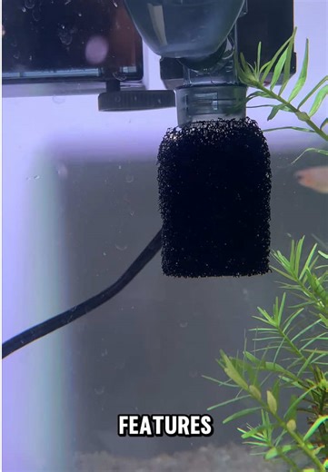 Do Small Fish Tanks Require Filters?