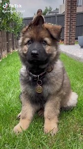 120K views · 19K reactions | PASTOR ALEMAN SABLE, IMPONENTE DESDE CACHORRO殺❤️ | Pastor belga - pastor aleman | Facebook