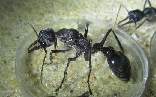 【开箱 入巢】梨形牛蚁（Myrmecia pyriformis）：肩负使命，继往开来！