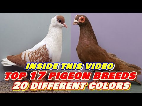 Top 17 Fancy Pigeons of the Worlds | All Exclusive Colorful Fancy Pigeon Breeds | Wonderful Pigeon