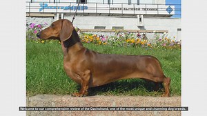 Dachshund Dog Breed Review: Traits, Care, and Fun Facts