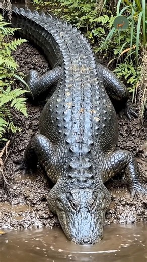 This Predator Survived the Dinosaurs 😱। #shorts #alligator