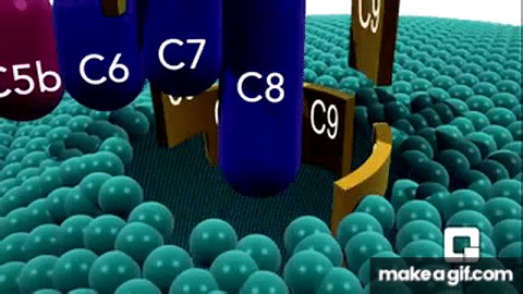 Complement System – An Introduction on Make a GIF (1) on Make a GIF