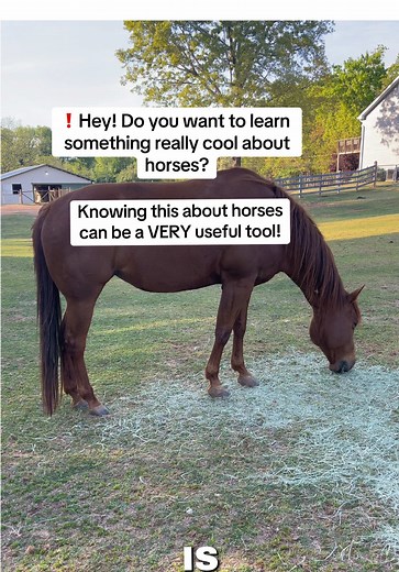 ❗️Hey! Do you want to learn something really cool about horses? Knowing this about horses can be a VERY useful tool! ✅ Let’s learn about the horses’ drive line! ✅ Moving around the front of the drive line can be useful when: ✅ catching a horse ✅ lunging a horse ✅ mounting a horse #horse #learnontiktok #tiktoklearningcampaign #horsetok #learnabouthorses