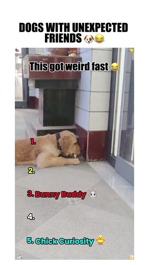 Dogs With Unexpected Friends 🐶😂