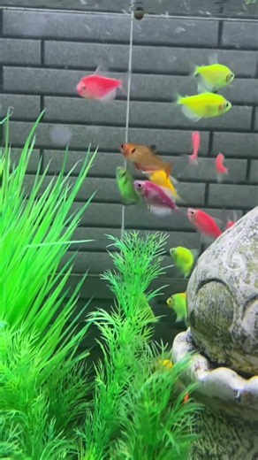 #fish #aquascapegallery #aquarium #exoticaquariumfish #aquariumlife #aquariumfish #megaquarium