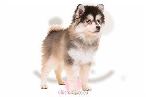 Pomsky : caractère, qualités & défauts de ce chien