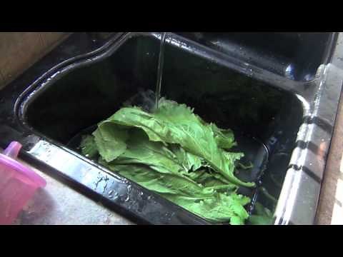 Mustard Greens: Harvesting, Blanching & Freezing