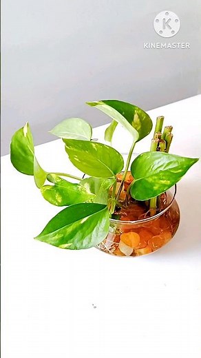 #shorts || Money Plant for Study Table/ Office Desk