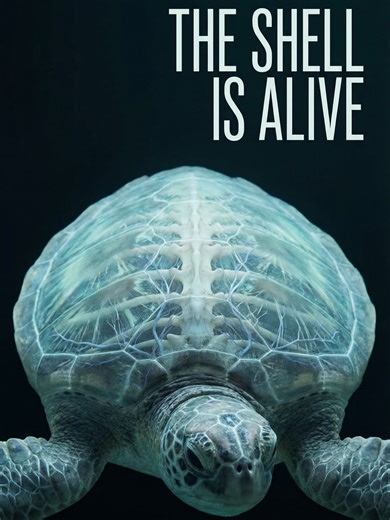 La Verdadera Naturaleza de los Caparazones de Tortuga