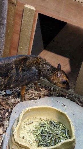 Philippine mouse deer (Tragulus nigricans) at Bristol Zoo Project