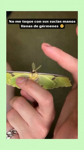 2.1K views · 17 reactions | La polilla luna ( Actias luna ), también llamada polilla luna americana , es una polilla neártica de la familia Saturniidae , subfamilia Saturniinae , un grupo comúnmente llamado polillas de seda gigantes. #POLILLAS #naturelovers #BellezaNatural | Reelandia | Facebook