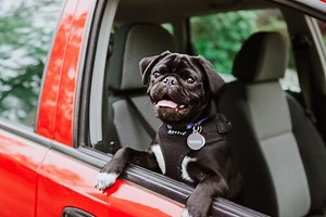 How to Train Your Dog to Jump Into a Car or Truck in 7 Steps