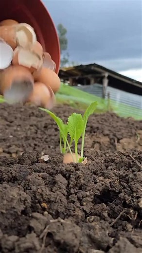 Eco Agriculture Lab on Instagram: "Boost your plants with this powerful DIY calcium fertilizer! Just 4 crushed eggshells + fresh lime juice create a bubbling reaction that makes calcium easy for plants to absorb. Let it sit, dilute, and apply to soil or leaves to prevent calcium deficiency and strengthen crops—naturally. #gardeningtips #organicfertilizer #calciumfertilizer #plantnutrition #gardenhacks #homegarden #urbangardening #naturalfarming #plantcare #soilhealth #sustainablegardening #growy