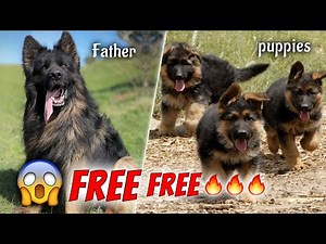 free! free German Shepherd puppies 🔥🔥🔥 German Shepherd at low price | Free adoption ◾ Shanu's farm