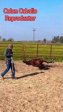 Colon Caballo Reproductor de La línea CASA SILVA - vayan a ver video completo #trending #caballos