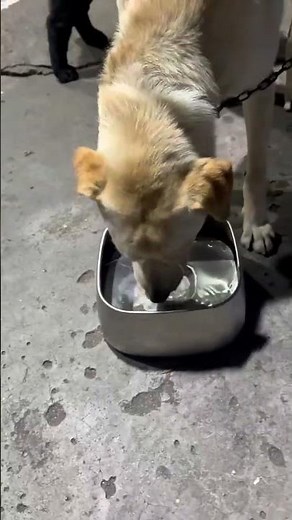 304 Stainless Steel Floating Bowl Dog Cat Water Feeder