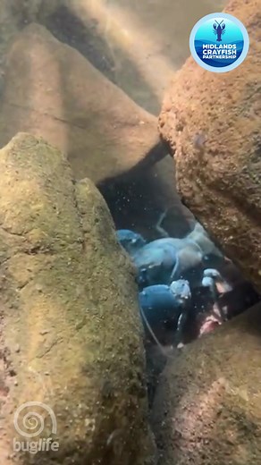Endangered White-clawed Crayfish successfully relocated in ground breaking conservation effort 👇 https://www.buglife.org.uk/news/endangered-white-clawed-crayfish-successfully-relocated-in-ground-breaking-conservation-effort/ 🦞 The Midlands Crayfish Partnership has announced the successful relocation of rescued White-clawed Crayfish (Austropotamobius pallipes) to a protected site in Staffordshire, marking a significant milestone in efforts to save the UK’s only native crayfish species from exti