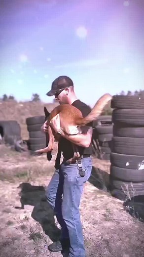 #malinois #K9 #dogs #training #master #fyp #rewards #trending