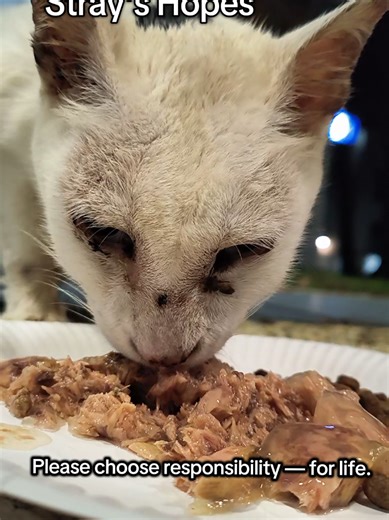 The Journey of Abandoned Cats: A Call for Compassion