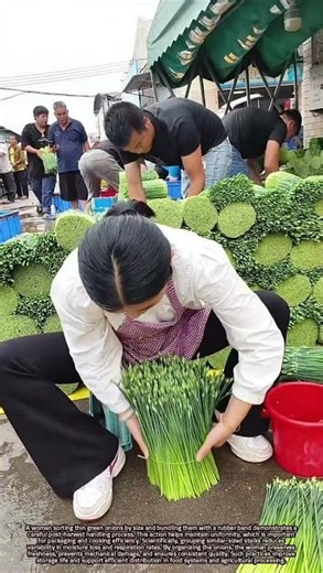 Sorting and Bundling Green Onions by Size for Better Freshness and Quality Control