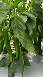 24K views · 574 reactions | Dhakad Nursery Shajapur Arjun on Reels | Facebook