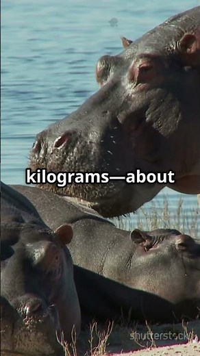 Big vs Small: Hippo Battle..#shorts #shortvideo