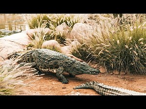 Man-Eating Crocodiles And Other Swamp Monsters | Our World